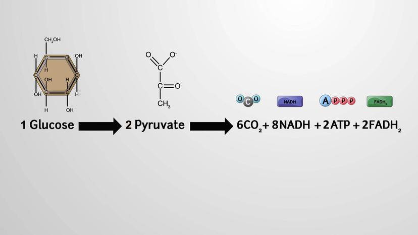 Products of the Citric Acid Cycle