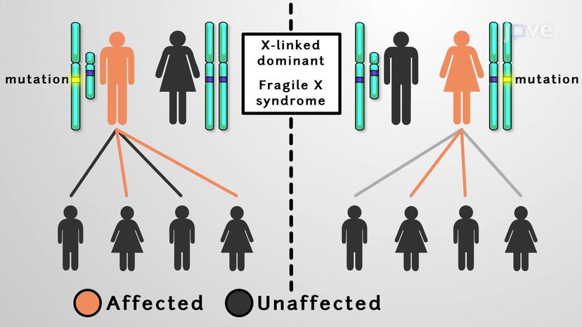 Sex Linked Disorders