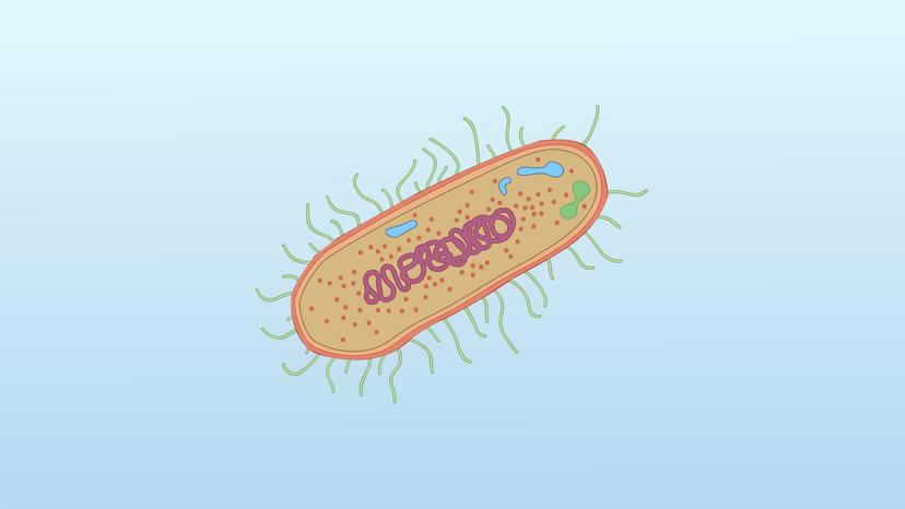 Bacterial Transformation