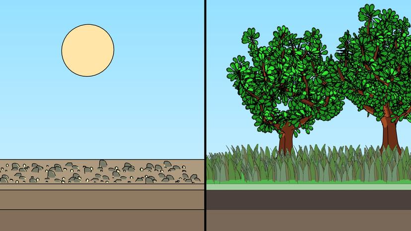 Ecological Succession