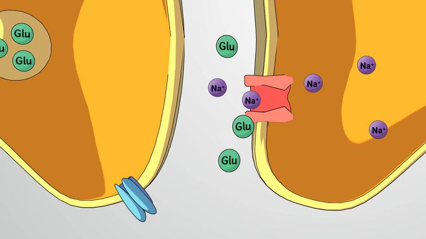 The Synapse