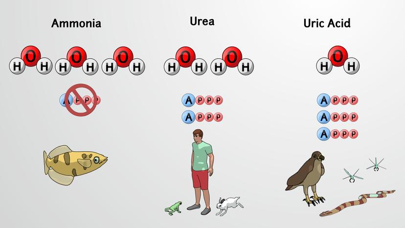 Comparative Excretory Systems