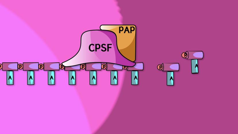 pre-mRNA Processing