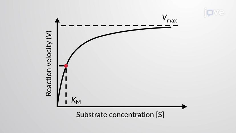 Enzyme Kinetics