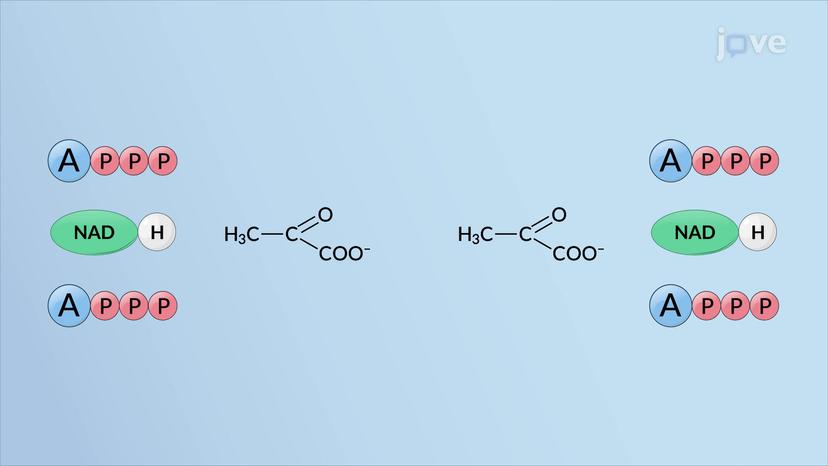 Outcomes of Glycolysis