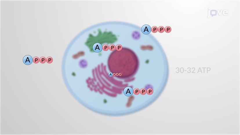 ATP Yield