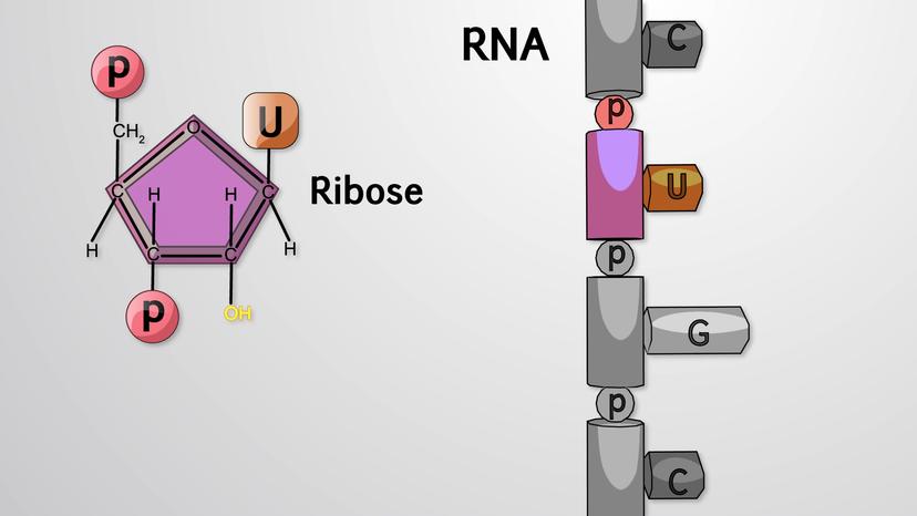 RNA Stability