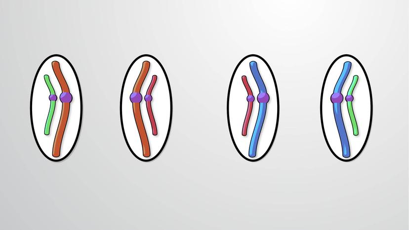 Chromosomal Theory of Inheritance