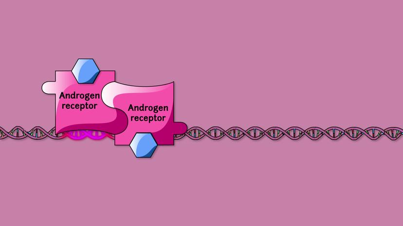 Internal Receptors