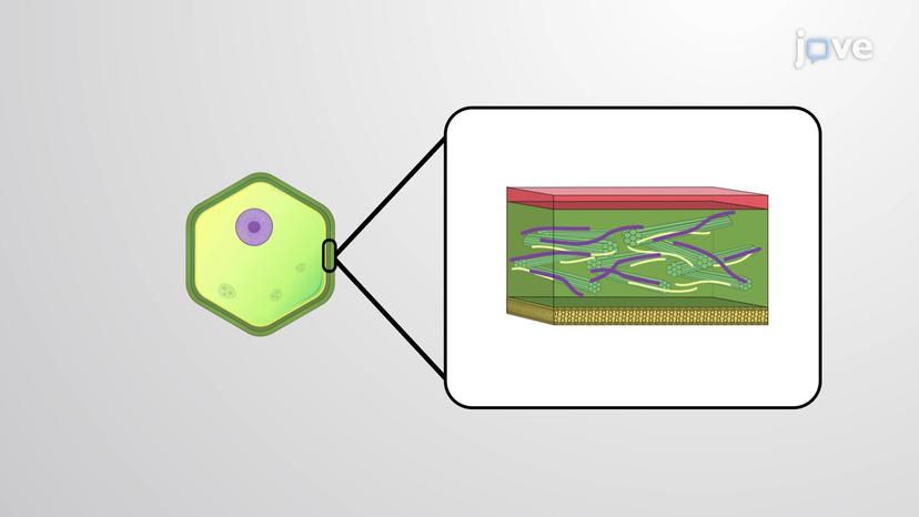 Plant Cell Wall