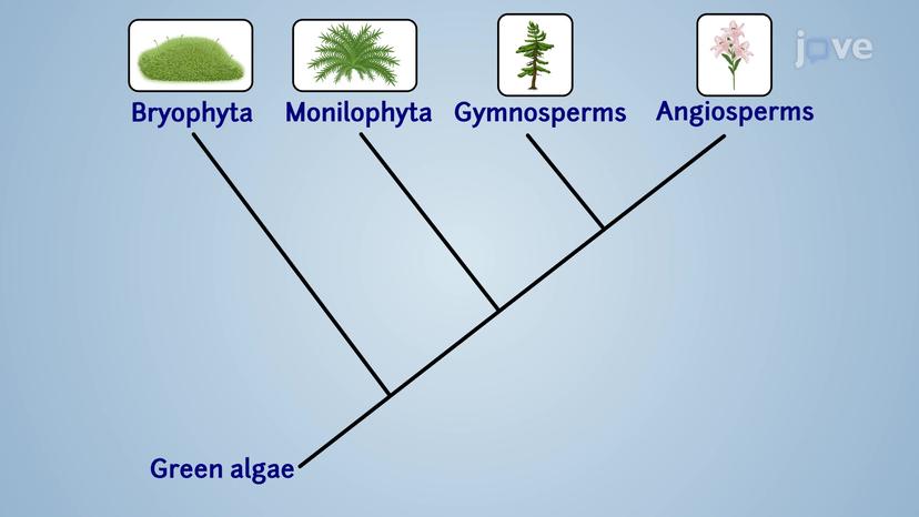 Introduction to Plant Diversity