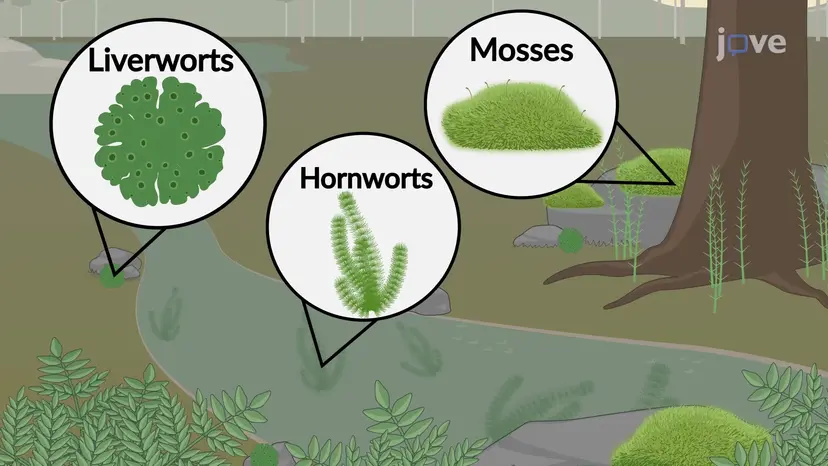 Non-vascular Seedless Plants