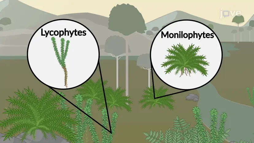 Seedless Vascular Plants