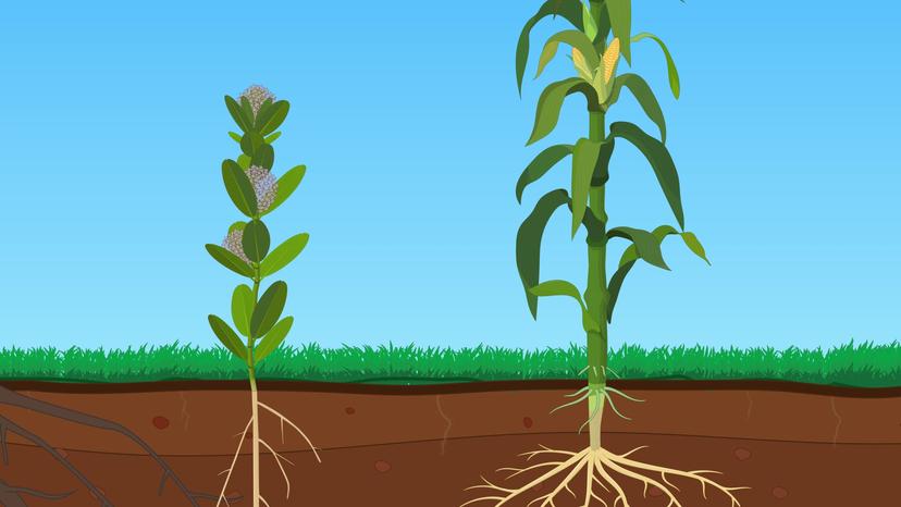 Basic Plant Anatomy: Roots, Stems, and Leaves