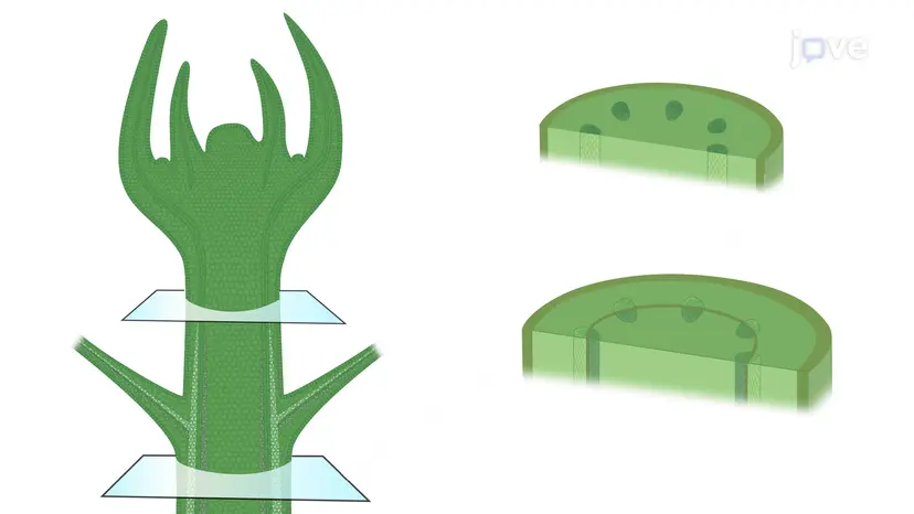 Primary and Secondary Growth in Roots and Shoots