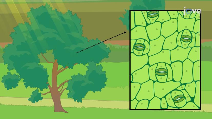 Regulation of Transpiration by Stomata