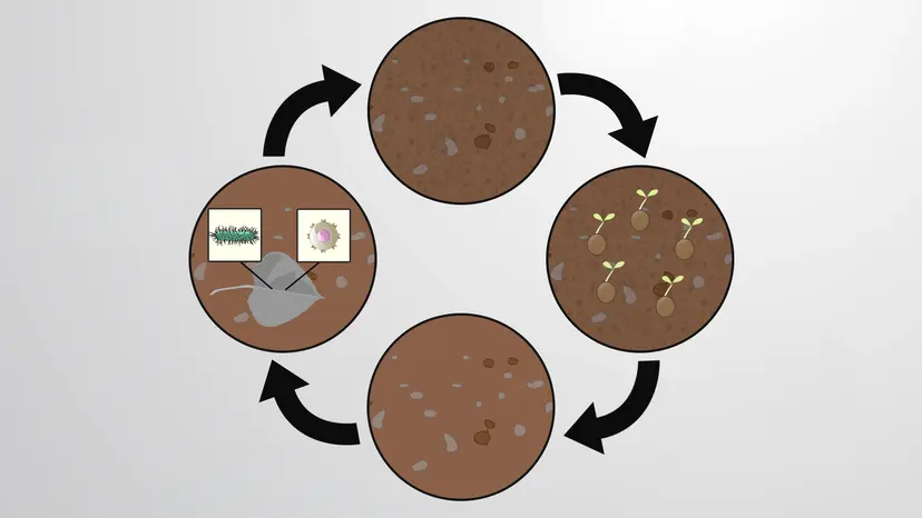 The Soil Ecosystem