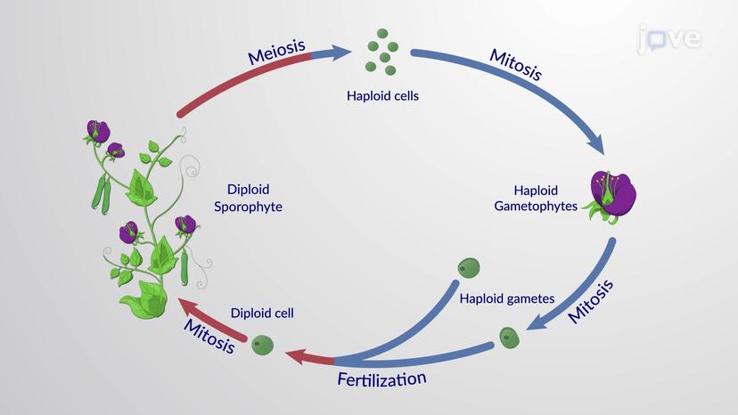 The Angiosperm Life Cycle