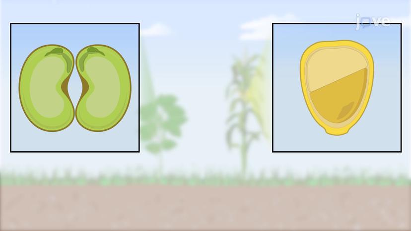 Seed Structure and Early Development of the Sporophyte