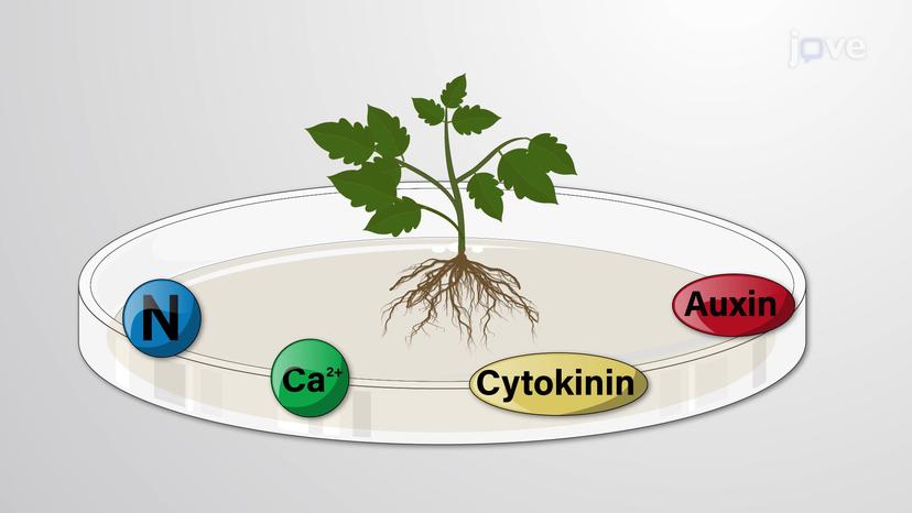 Plant Tissue Culture