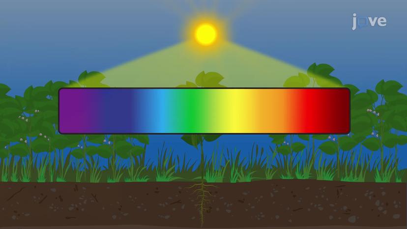 Photoreceptors and Plant Responses to Light