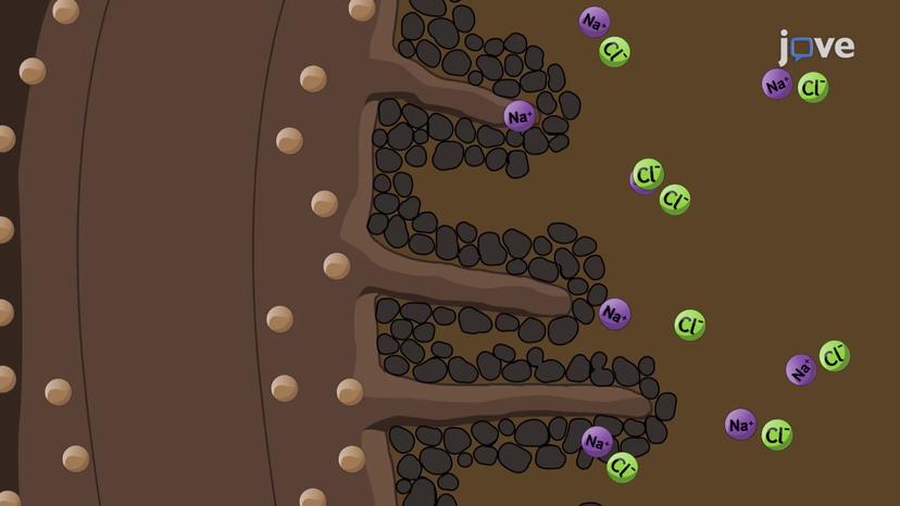 Responses to Salt Stress