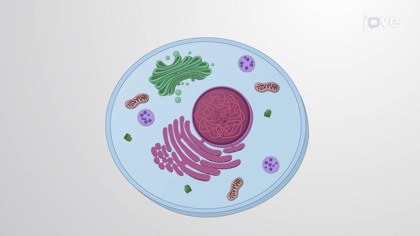 Chemistry of the Cell