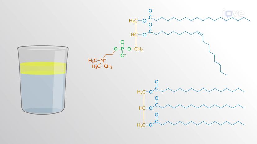 Structure of Lipids