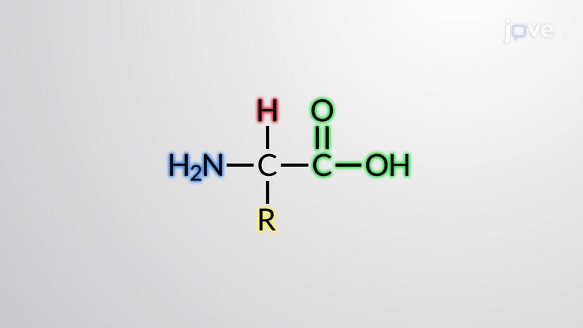 Amino acids