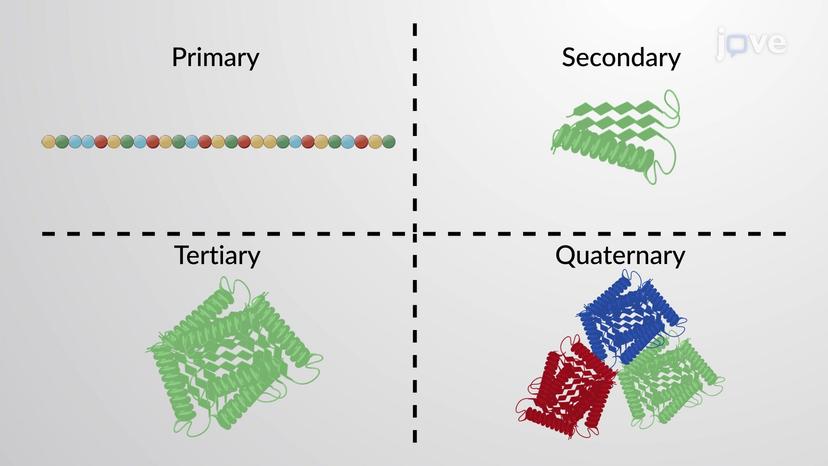 Protein and Protein Structures