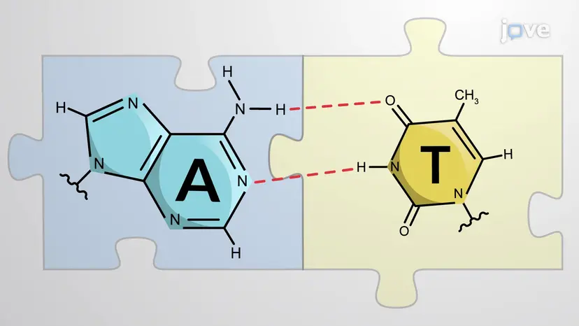 DNA Base Pairing