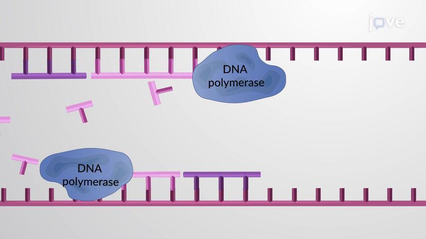 DNA Replication