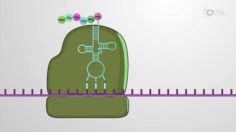 From DNA to Protein