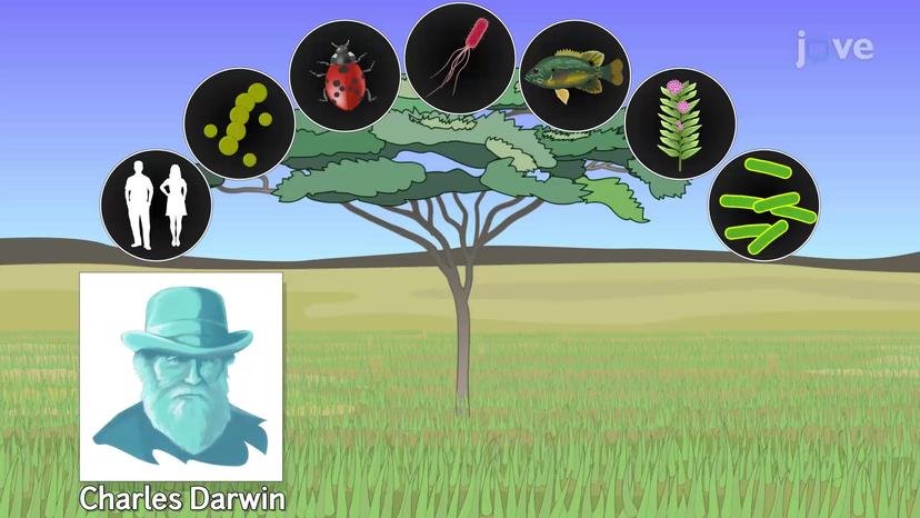 The Tree of Life - Bacteria, Archaea, Eukaryotes