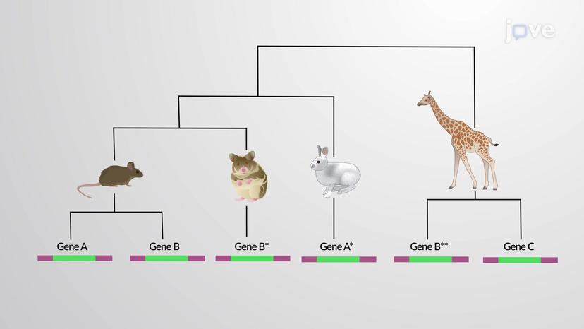 Gene Families