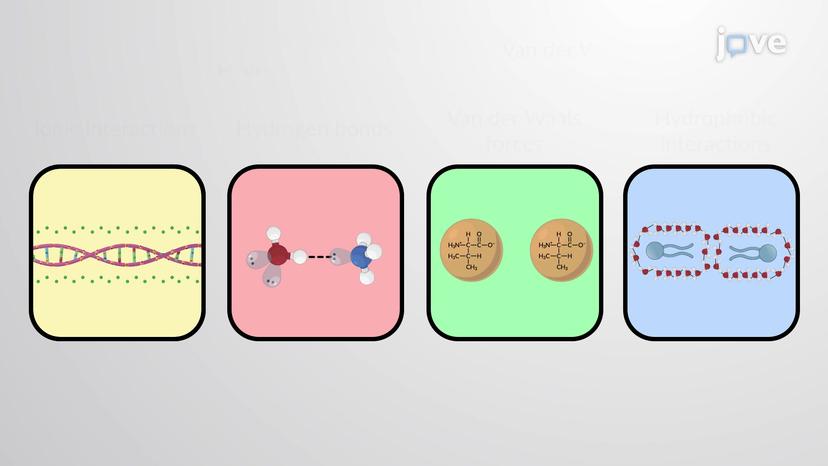 Noncovalent Attractions in Biomolecules