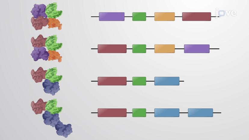 Conservation of Protein Domains Over Different Proteins