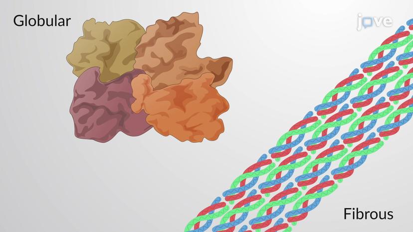 Globular and Fibrous Proteins