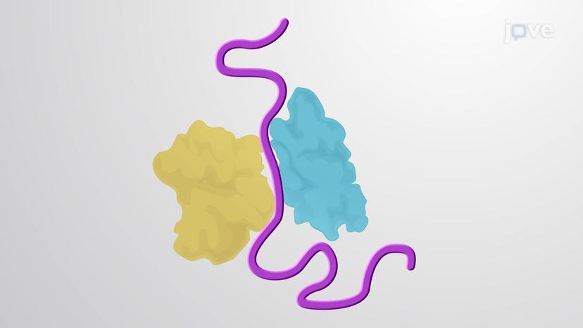 Intrinsically Disordered Proteins