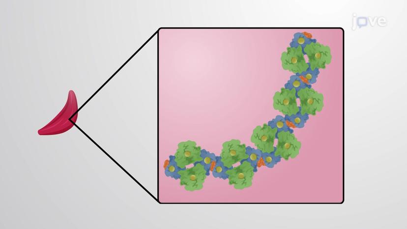 Protein Complex Assembly