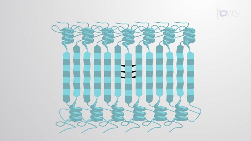 Amyloid Fibrils