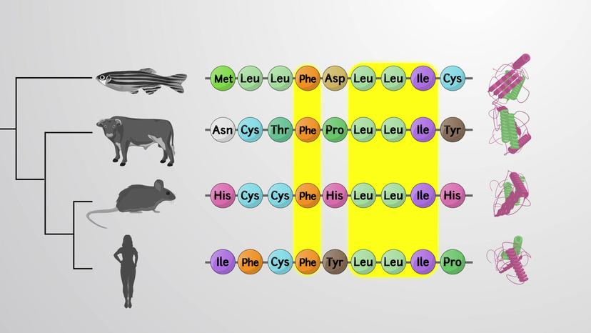 Conserved Binding Sites