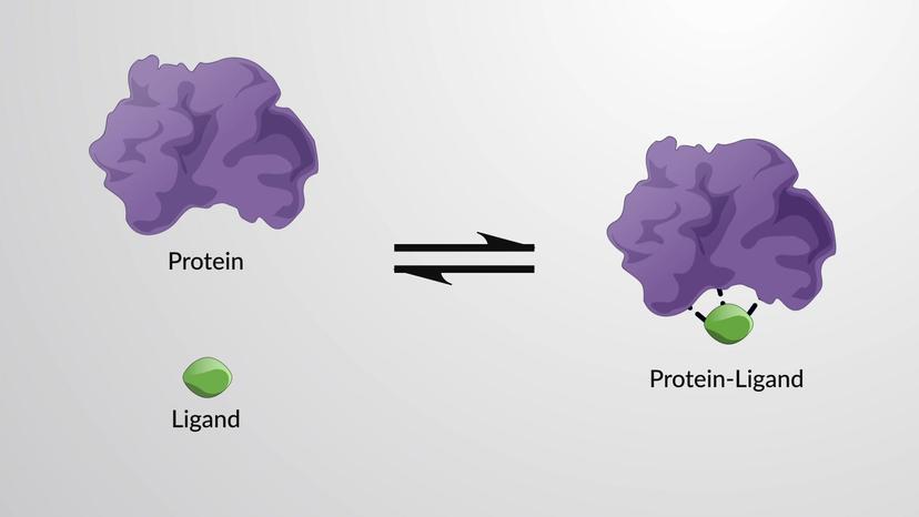 The Equilibrium Binding Constant and Binding Strength