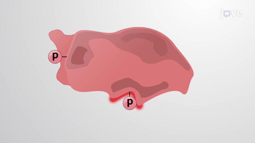 Protein Kinases and Phosphatases