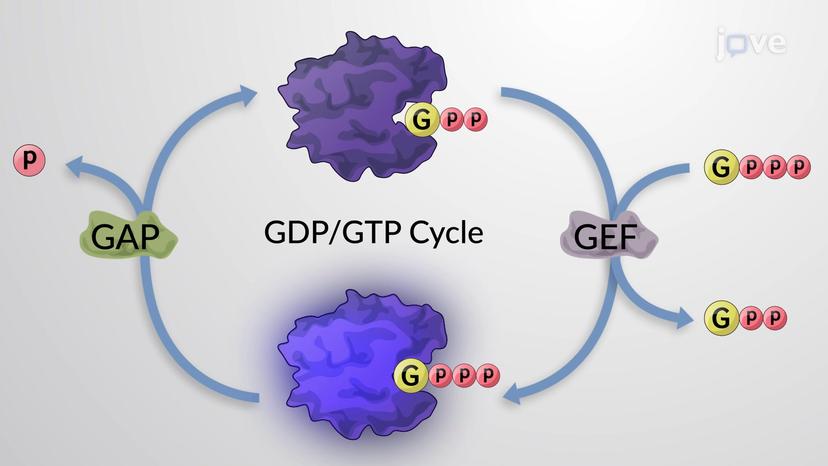 GTPases and their Regulation