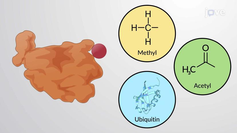 Covalently Linked Protein Regulators