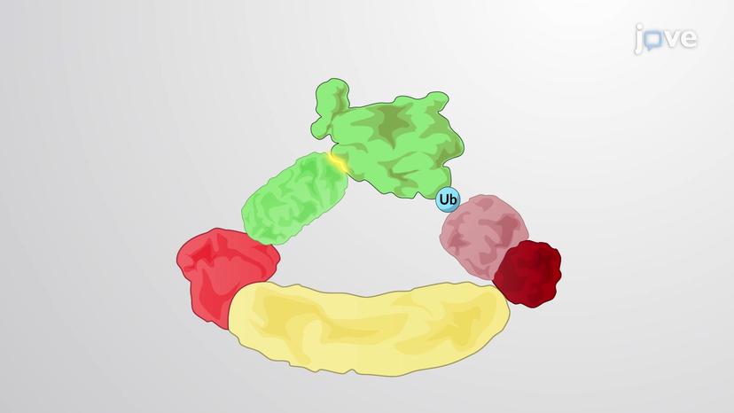 Protein Complexes with Interchangeable Parts