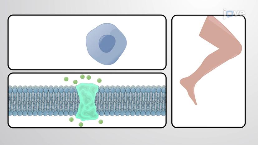 Mechanical Protein Functions