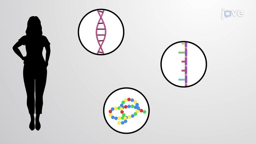 DNA as a Genetic Template