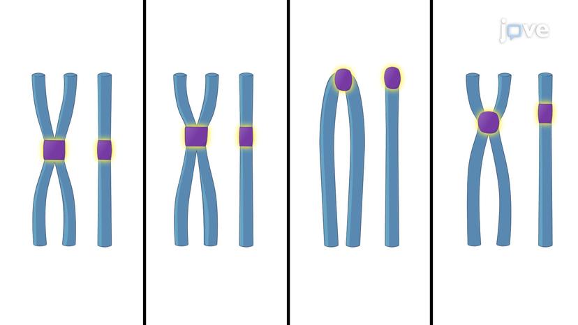 Chromosome Structure